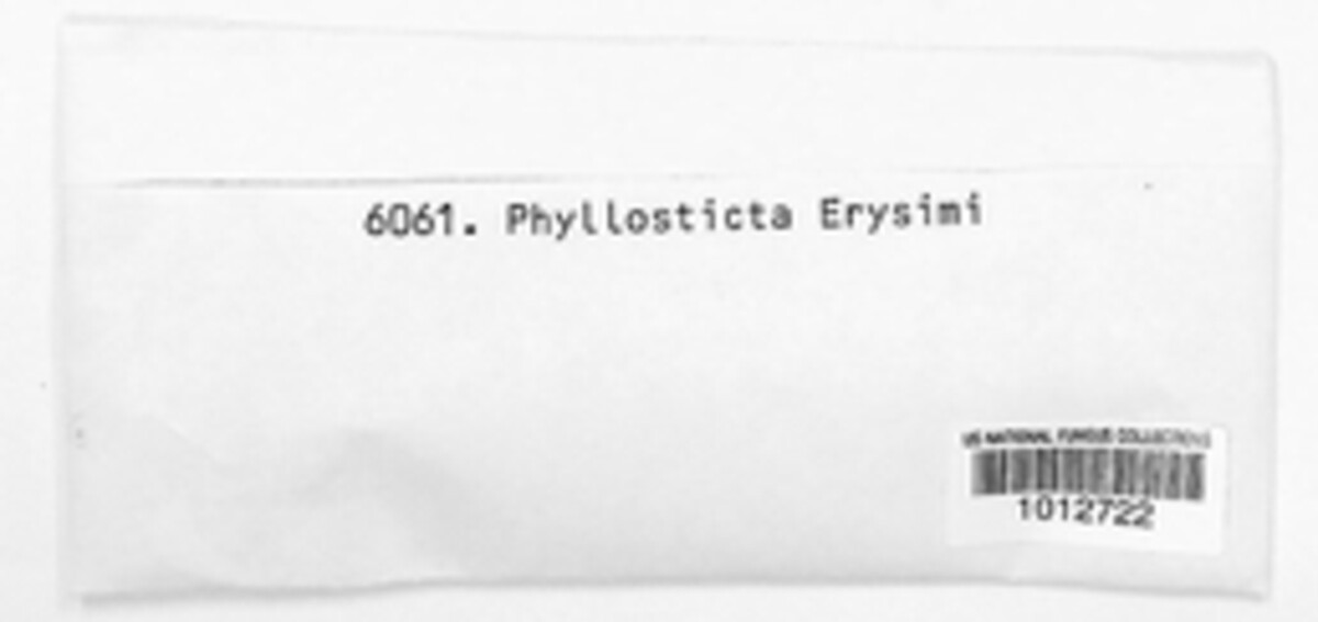Phyllosticta erysimi image